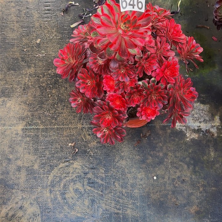 00000000000000000646丽娜多肉植物