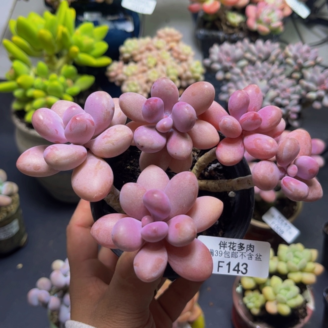 益***堂糖果桃蛋143/9cm多肉