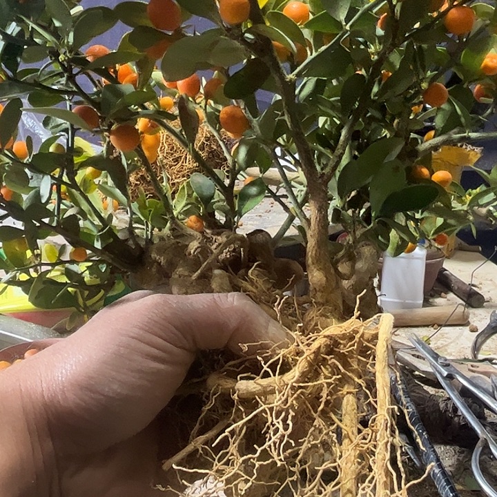 无花朵趣味把玩diy小苗