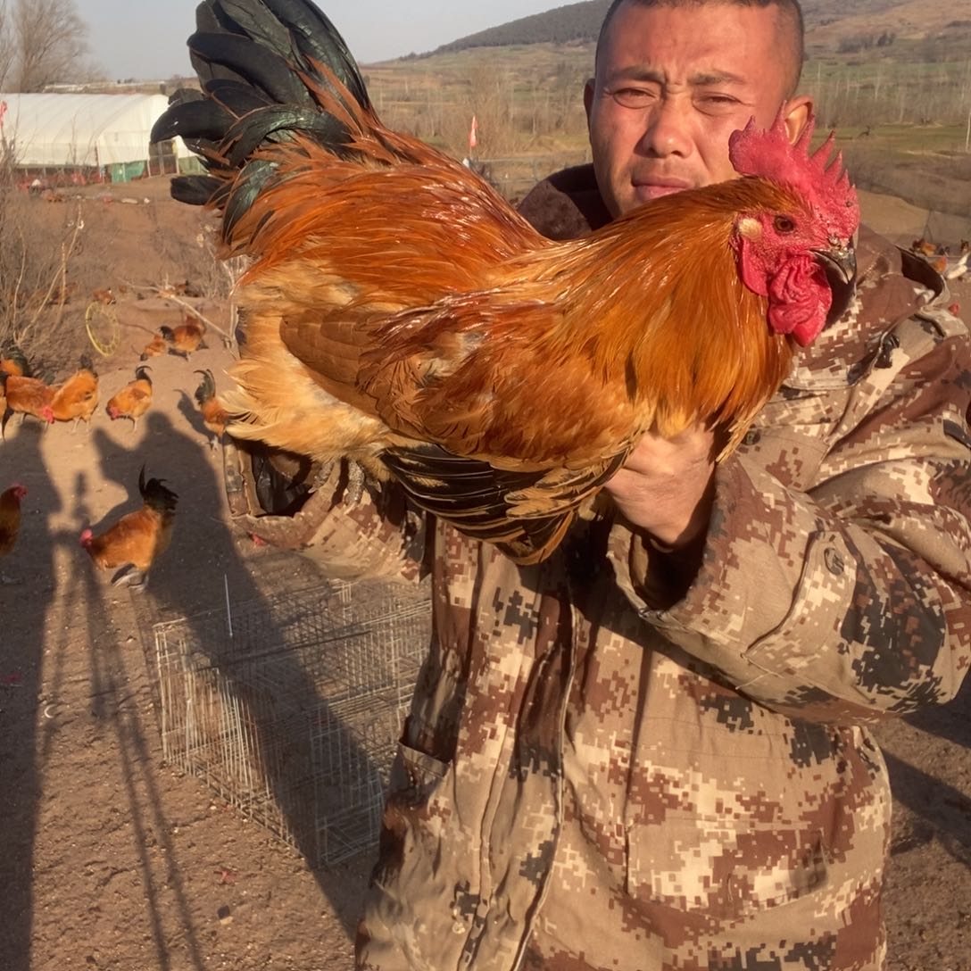 快***甄8个月包装山上公鸡74号，5.8杀