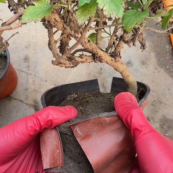 萌***）30菊花菊花菊花菊花火鸡