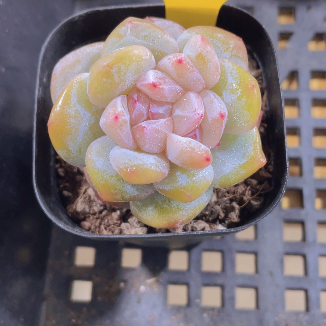 20号 冰透大白兔一颗