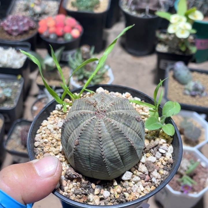 570大单头布纹球