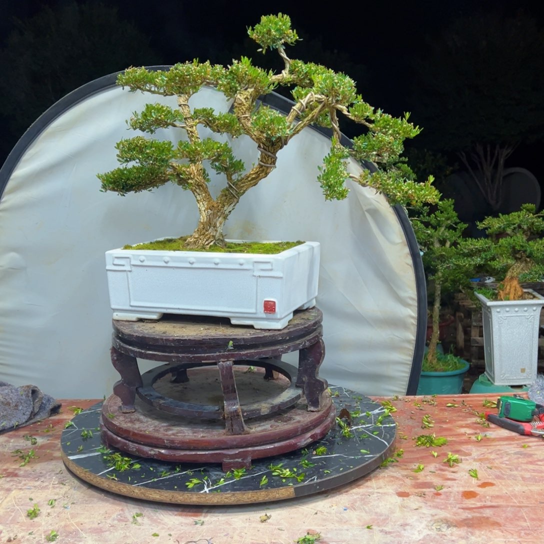 无花朵广东皱皮雀舌黄杨