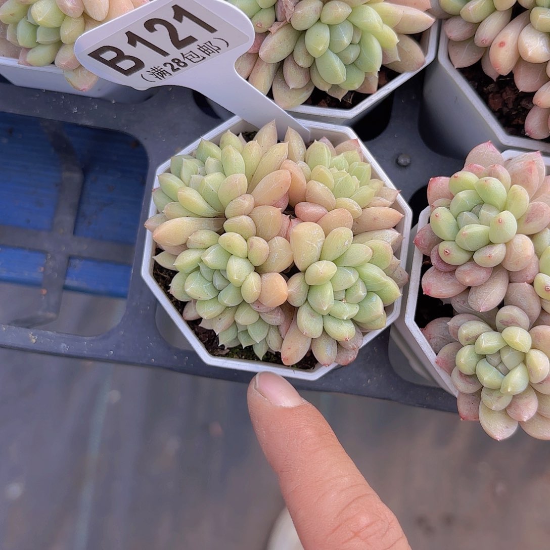 B121百达翡翠一物一拍