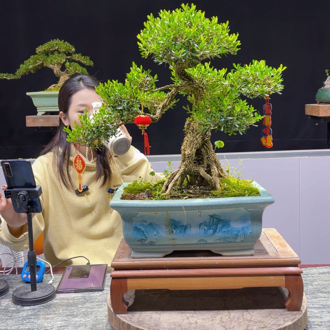 黄杨盆景雀舌软枝