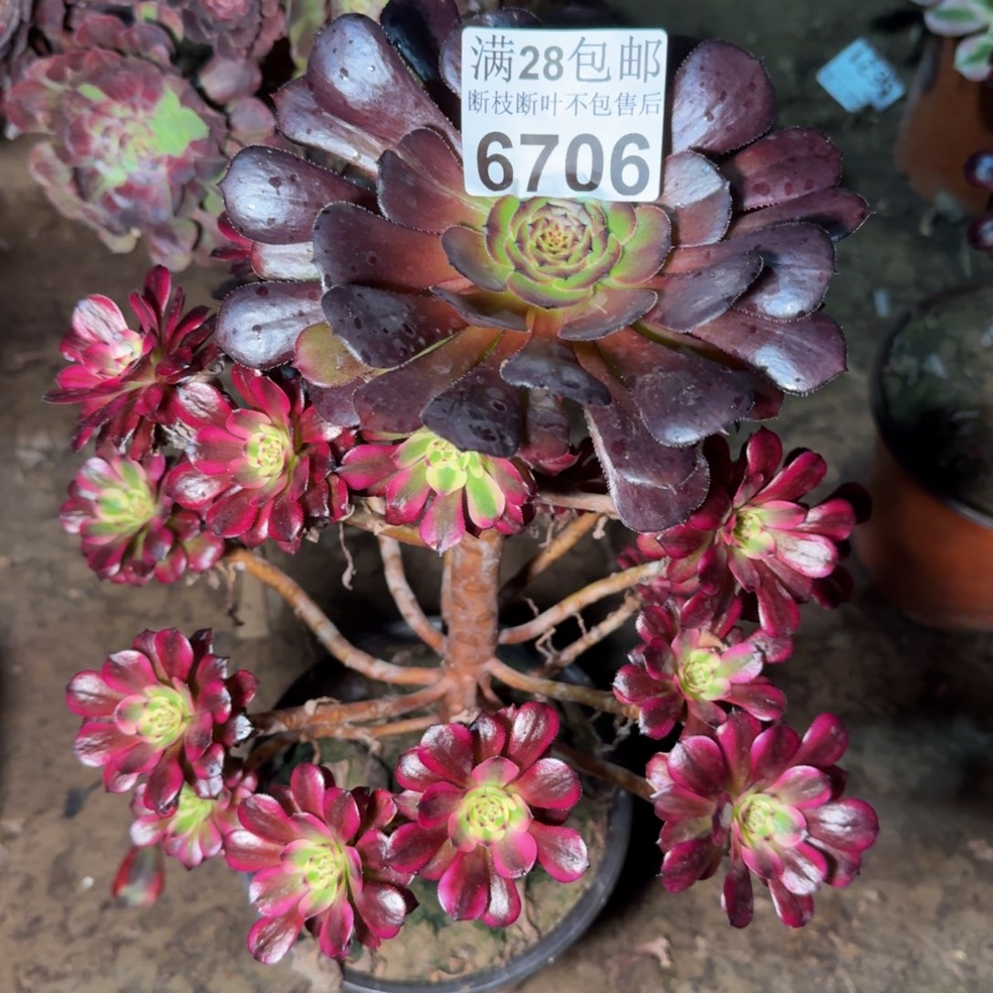 6706法师多肉植物