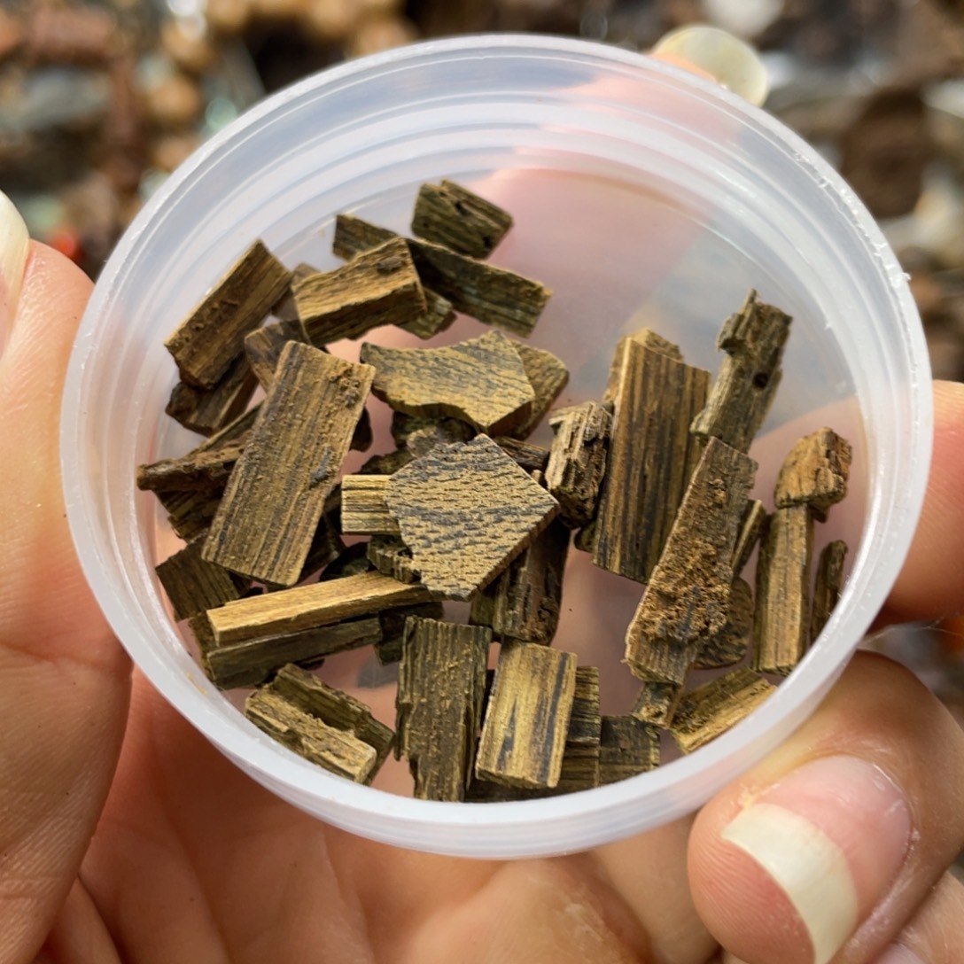 沉香沉香碎屑文莱