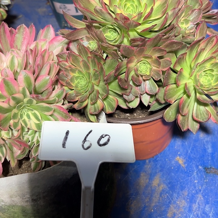 多肉植物组合2个