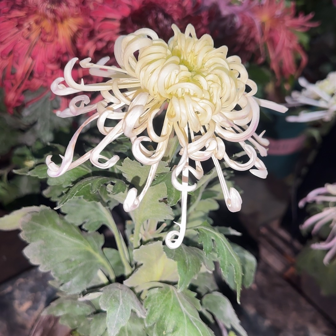 无花朵江融新雪独本一颗