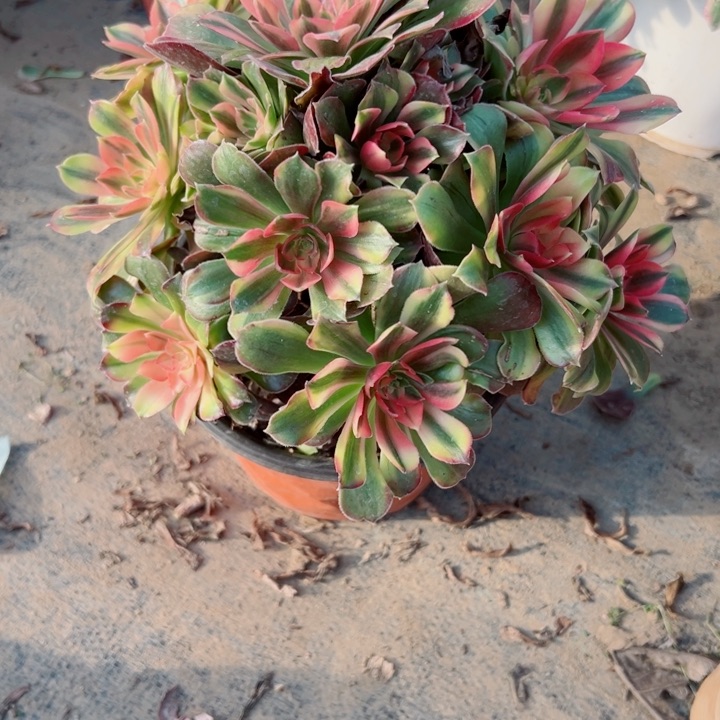 451洛神多肉植物的