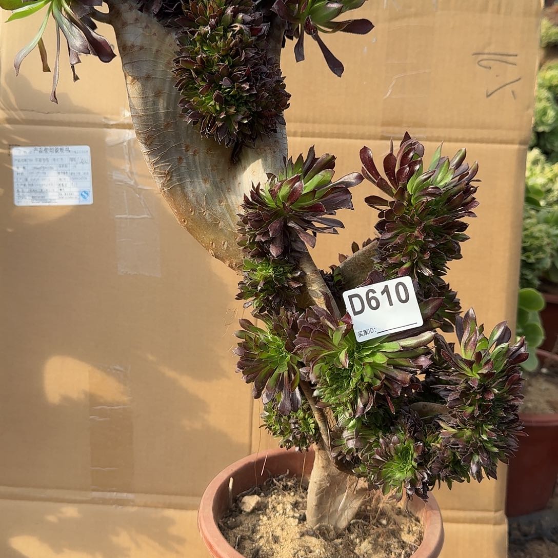 610黑法师一颗呀呀呀