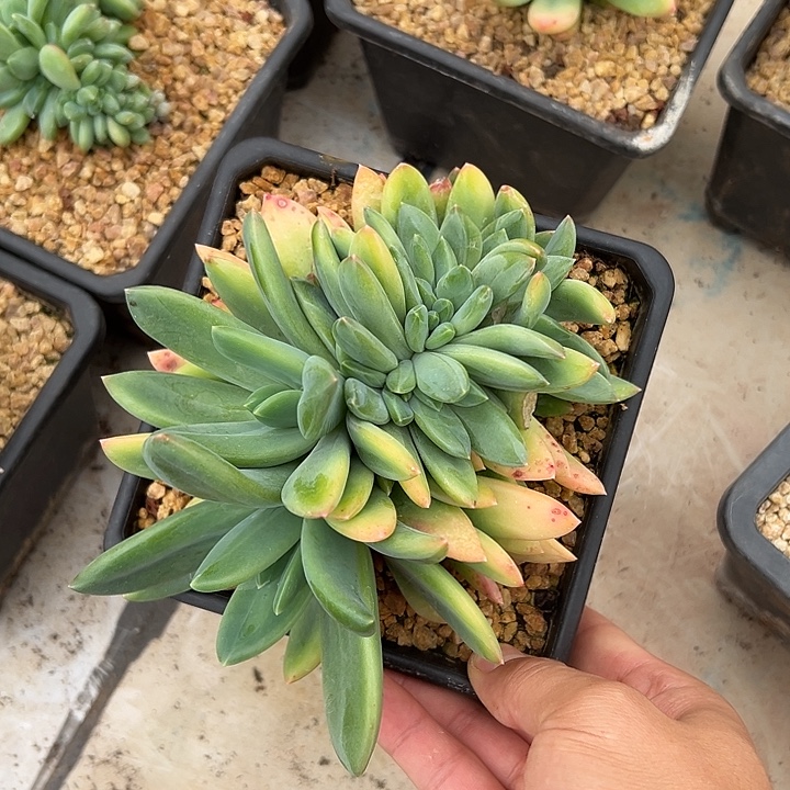 海洋之歌群生缀化多肉