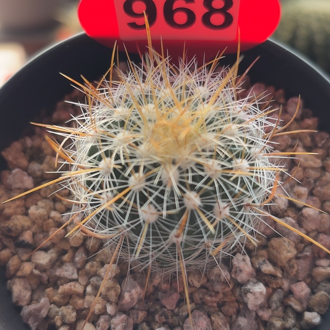 仙人球实生多棱玉雪溪