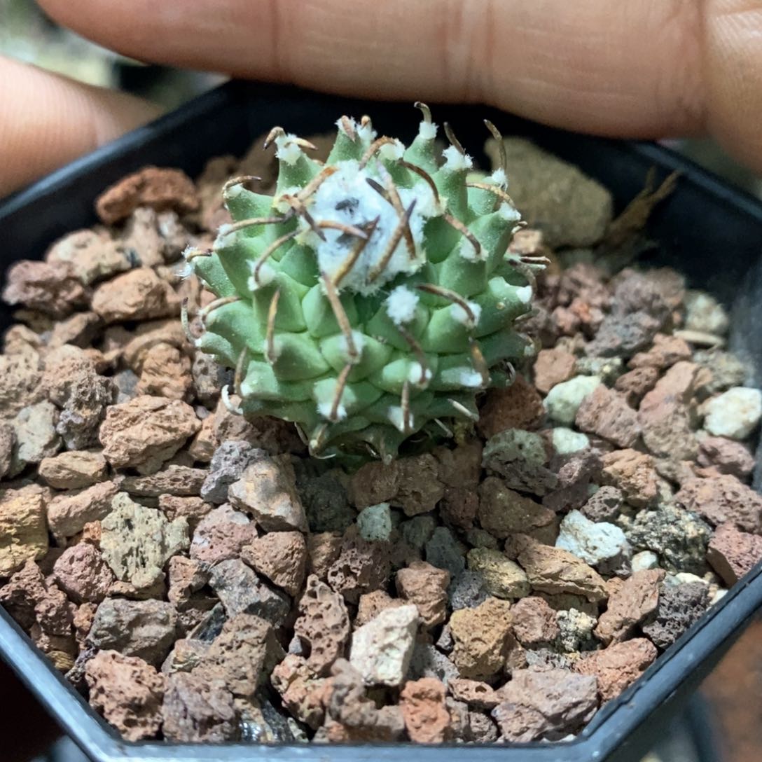 孤品实生完美品相安德森娇丽2.5cm仙人球