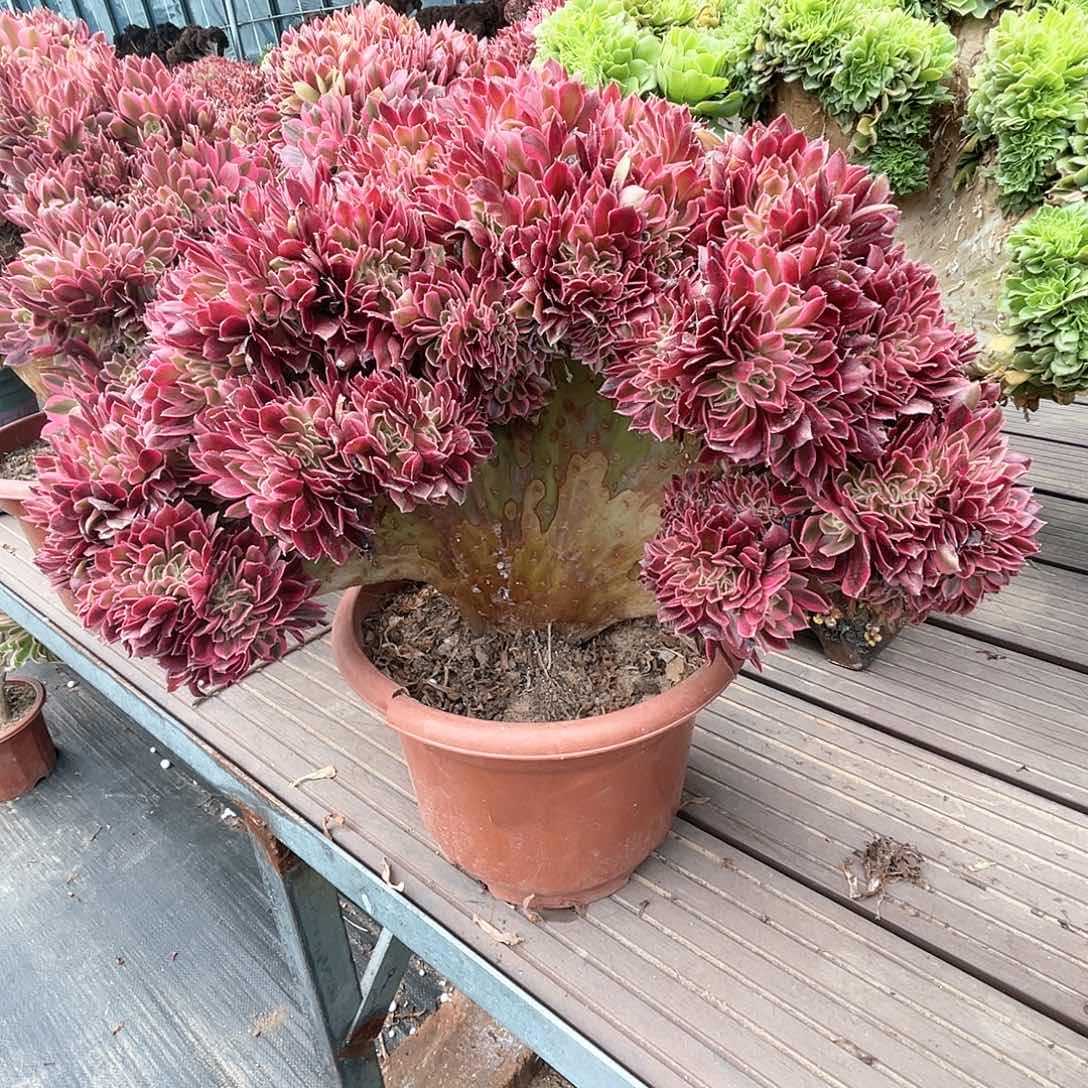 【闪购商品】粉女巫