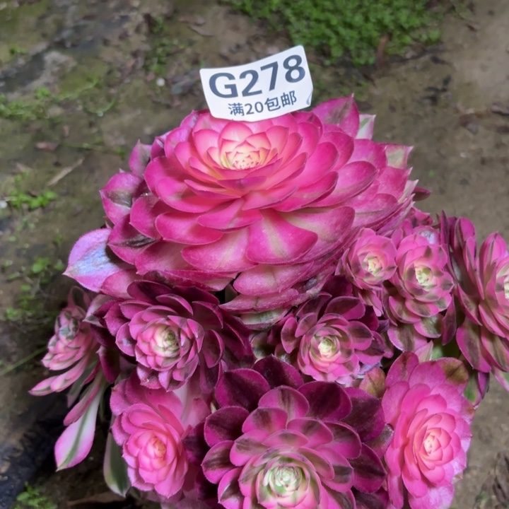 瑞妈多肉植物278