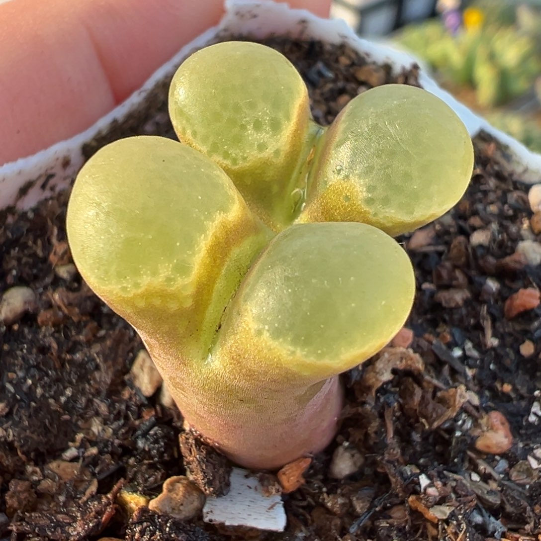 粉芭比多肉植物多肉