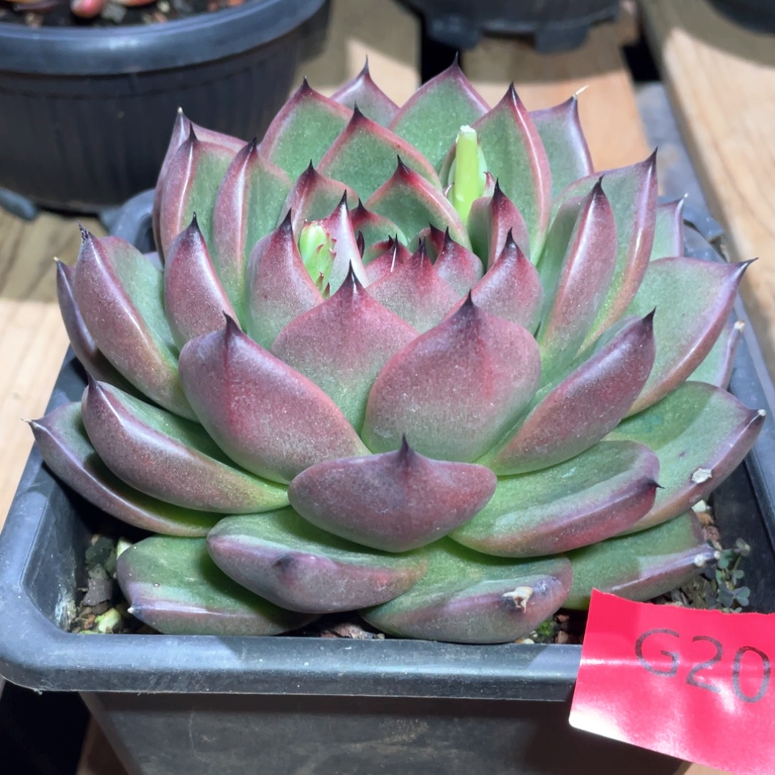 多肉植物多肉植物207