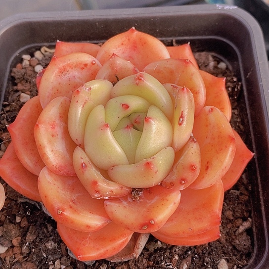 231多肉植物老桩