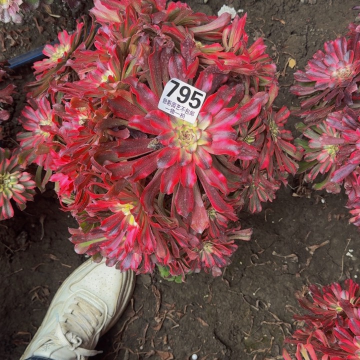 雪姬花27-49包邮花花