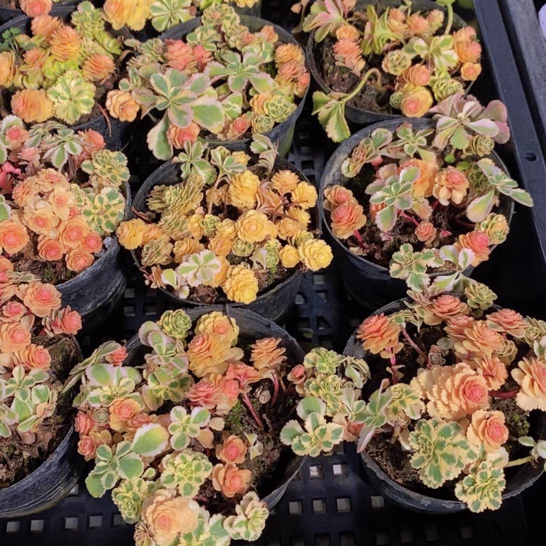 量拍58号 母本亚特兰蒂斯锦多头一个