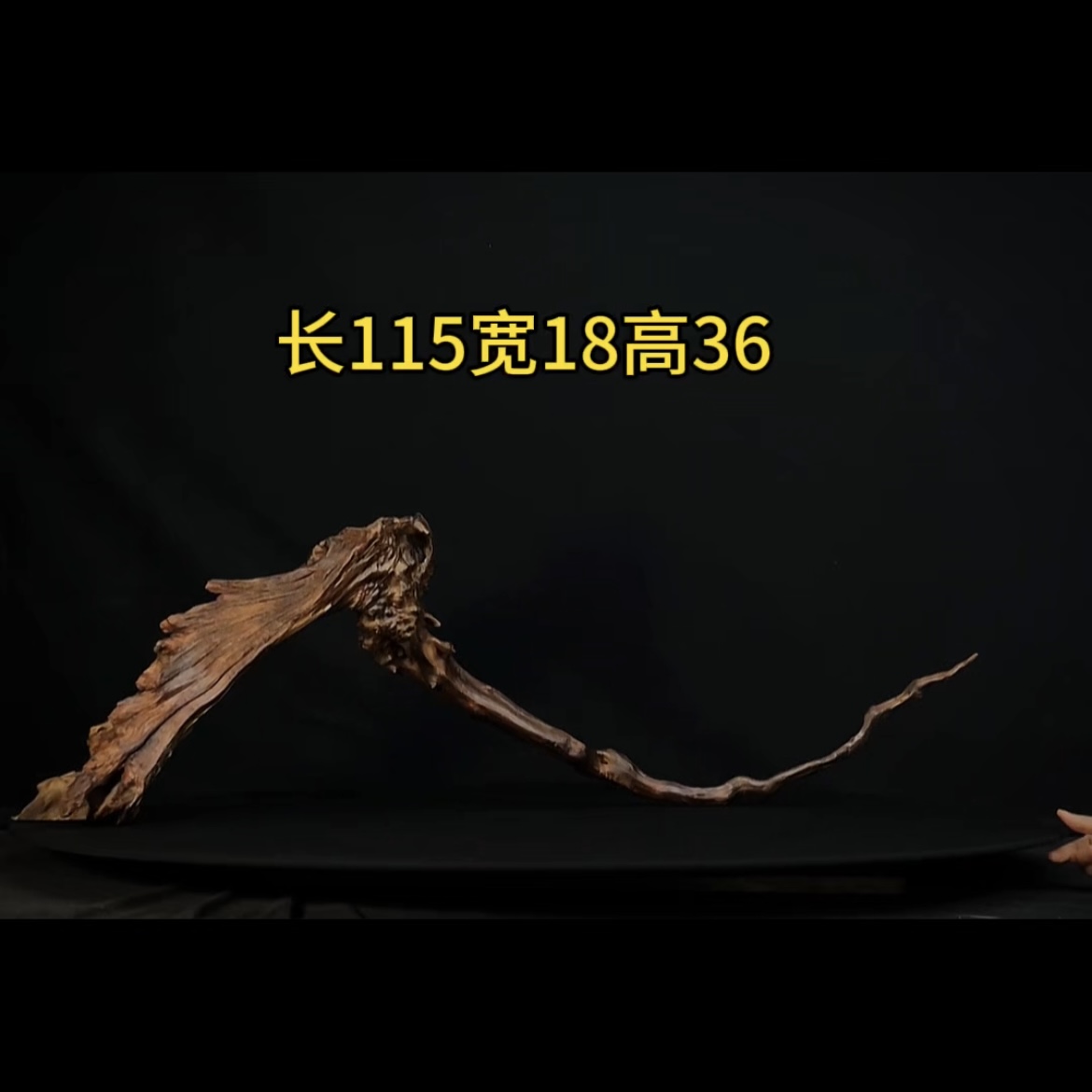 张大狼造景沉木长115cm爆裂细拱桥飘枝 南美鱼缸造景 紫柚木秒沉