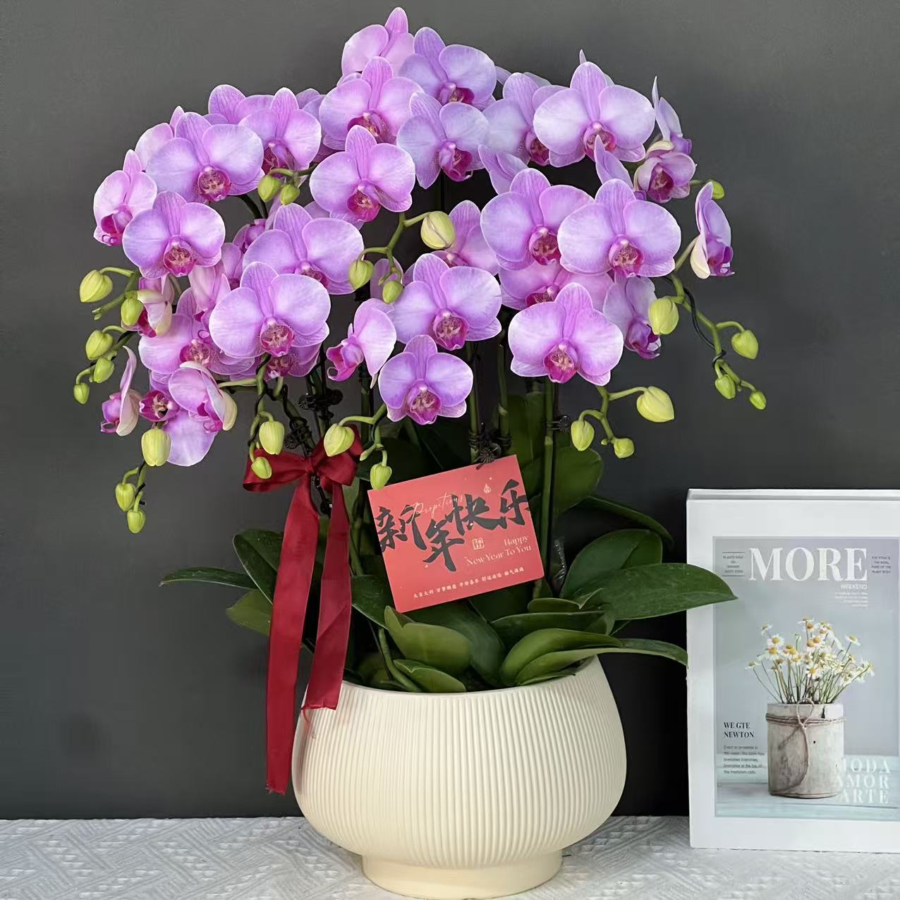 蝴蝶兰（月亮岛）粉色中大花型欧品浪漫好养耐开鲜花高端花卉蝴蝶兰