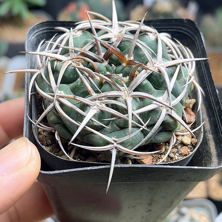 优选刺包球碧岩玉实生球一颗