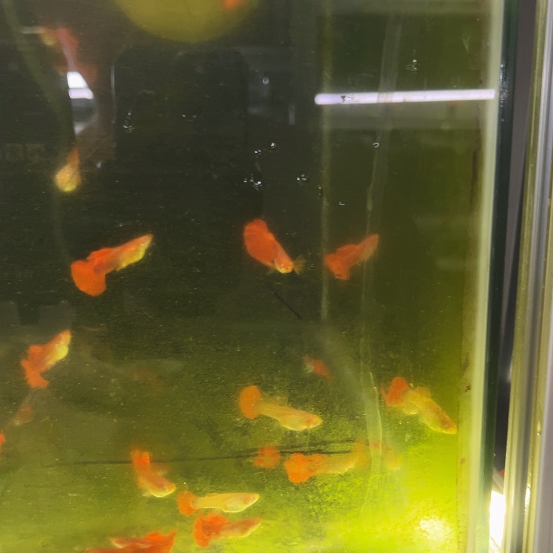 孔雀鱼3条大帆一对蓝礼服一对白子