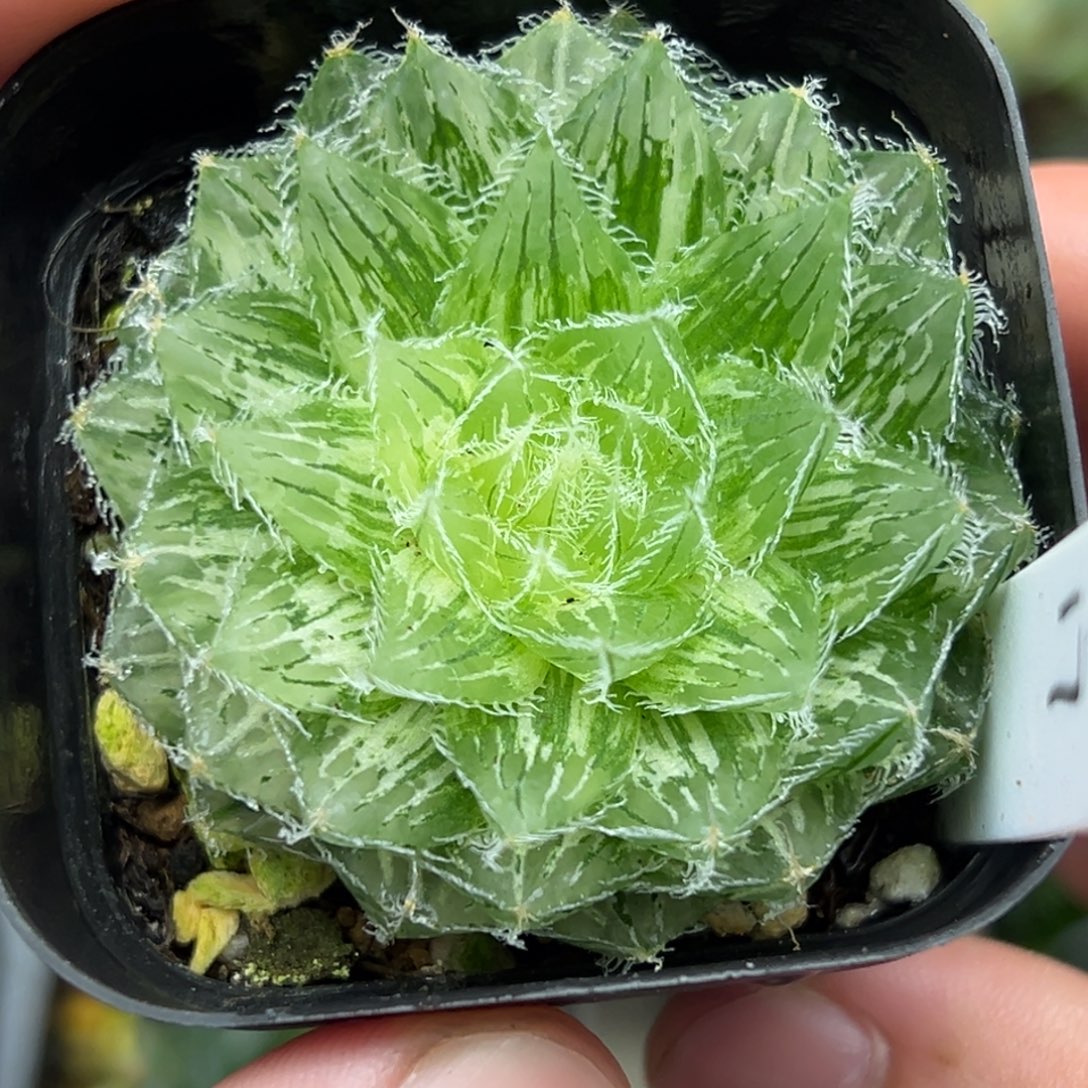 17塞米维娅玉露锦