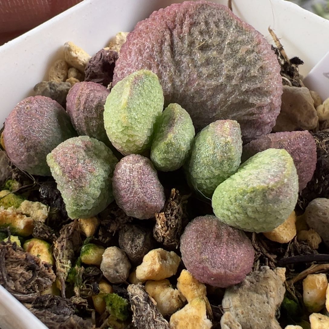 实生新品多肉植物水泡