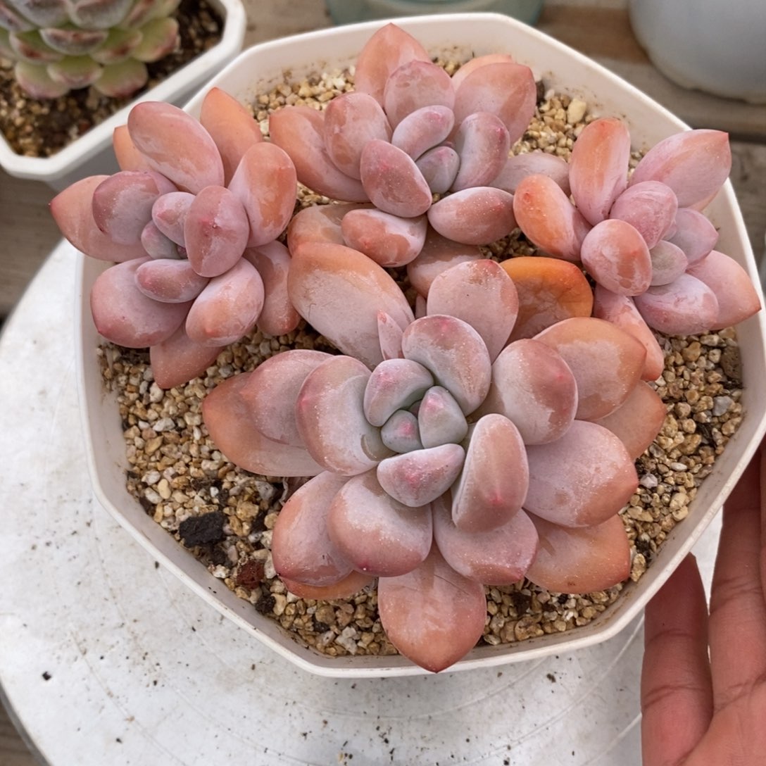 用****8可问主播品种，下滑链接更多品种多肉植物选择