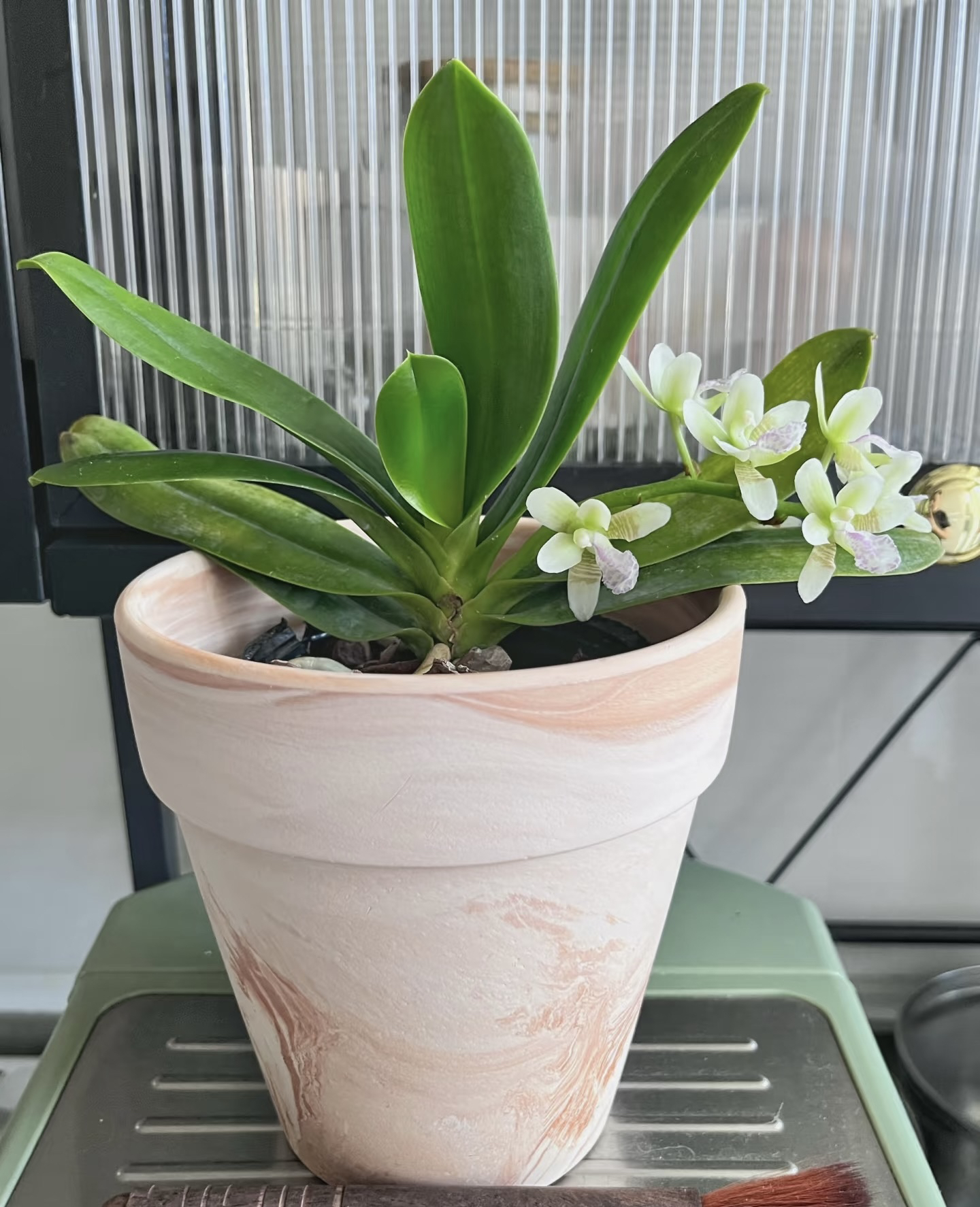 大叶风兰 浓香爆花好养阳台植物 云南鲜花绿植