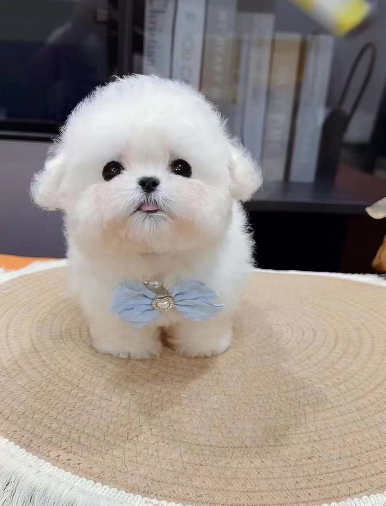 宠物相册定制发图定制（下单前联系客服）