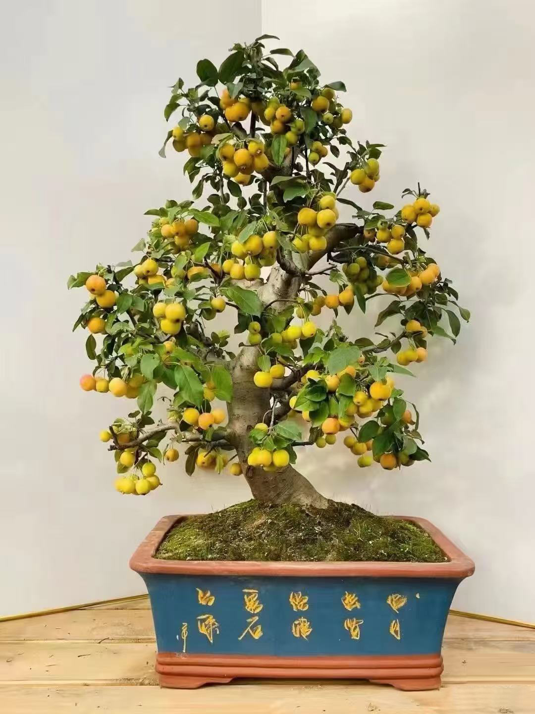 冬红果老桩地栽盆景脆甜好吃可赏花观果南北方种植耐寒耐高温