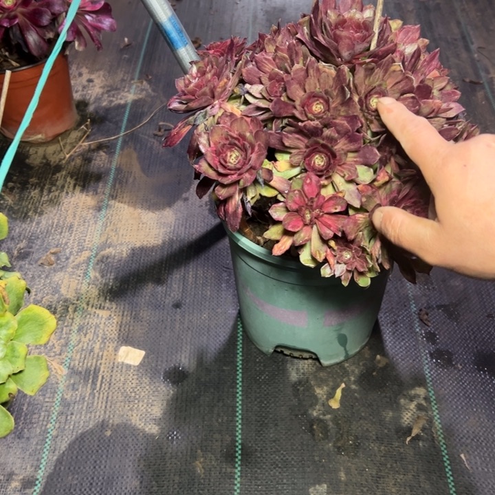 62多肉多肉多肉多肉多肉