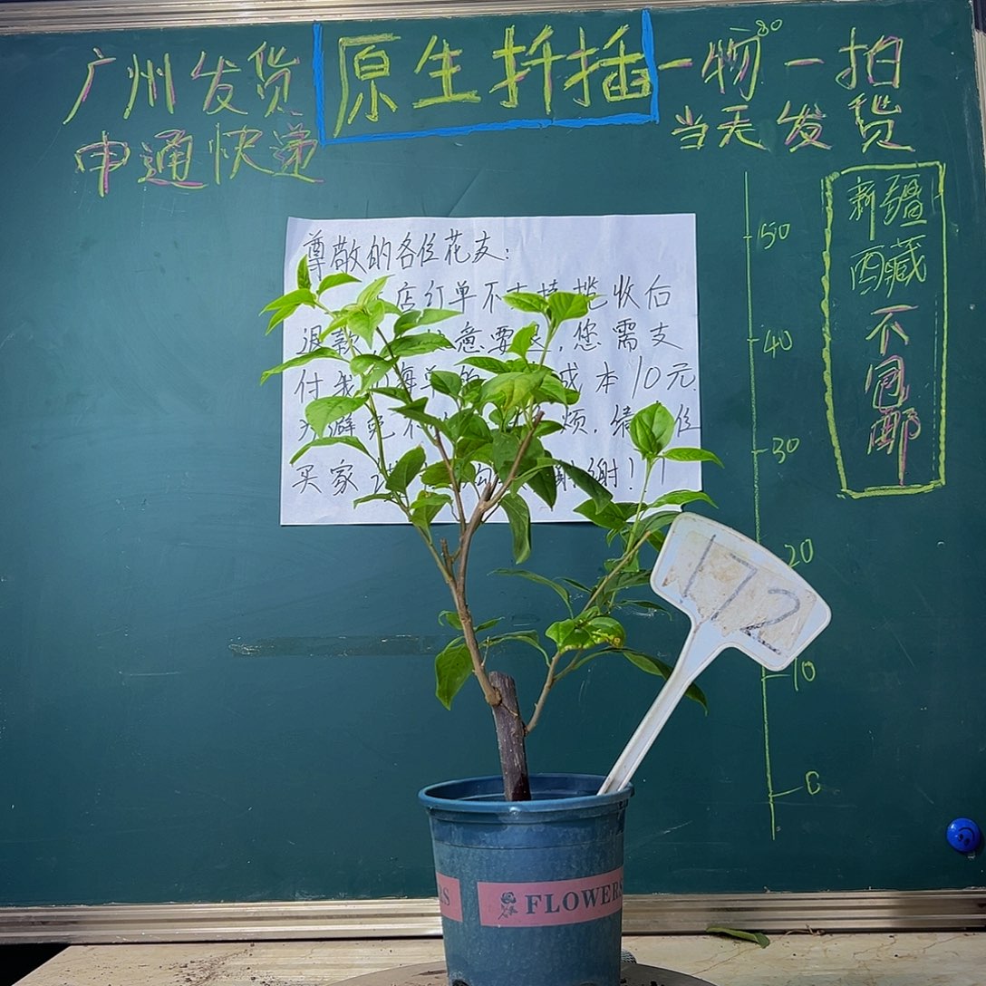 当前无花栽培后可以开花 苏瓦纳 172