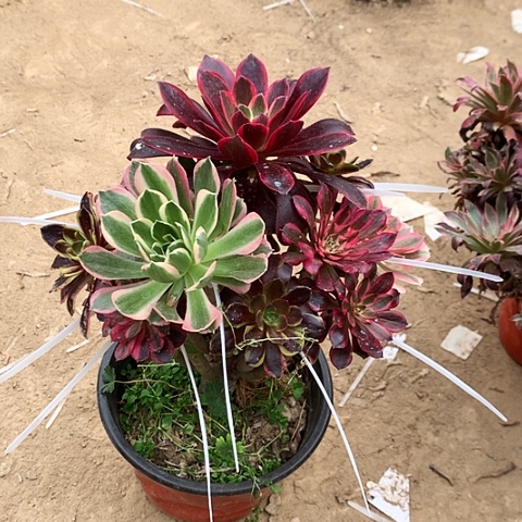 花玫瑰玫瑰玫瑰玫