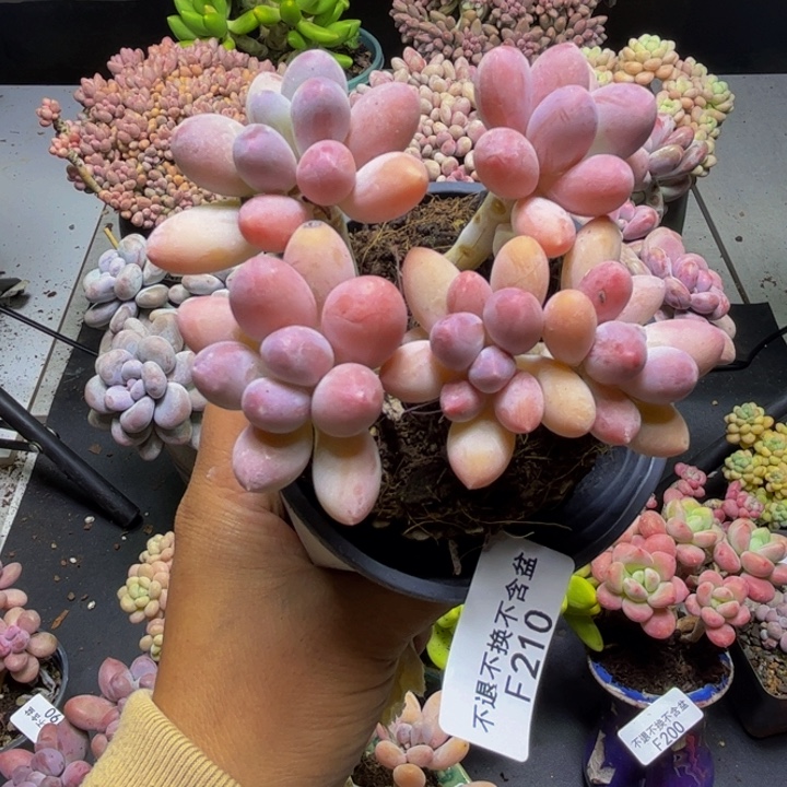 黄金手指奶酪210/9cm