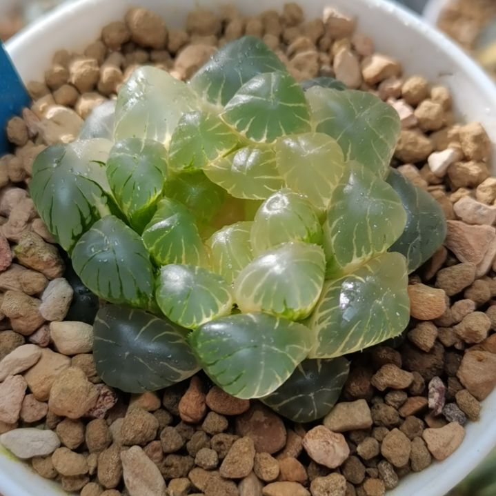 23号实生玉露锦一物一拍带盆土发货