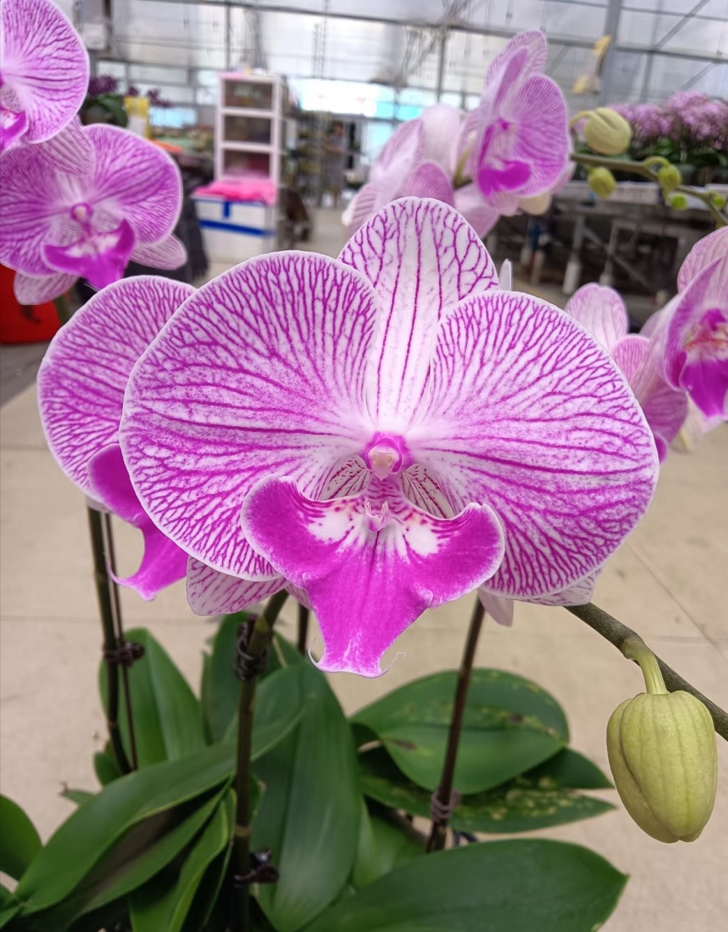 【摩登女郎】蝴蝶兰瑕疵苗两颗不售后