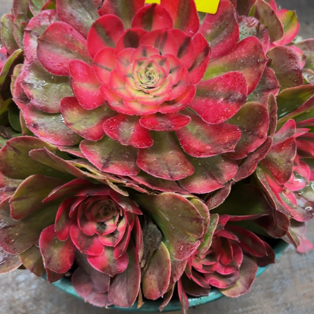 哈哈多肉葡萄倾城