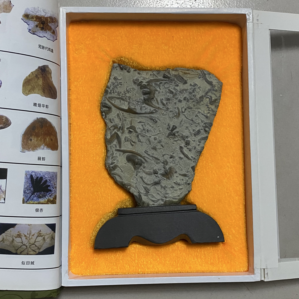 三叶虫化石燕子石精品原石小摆件