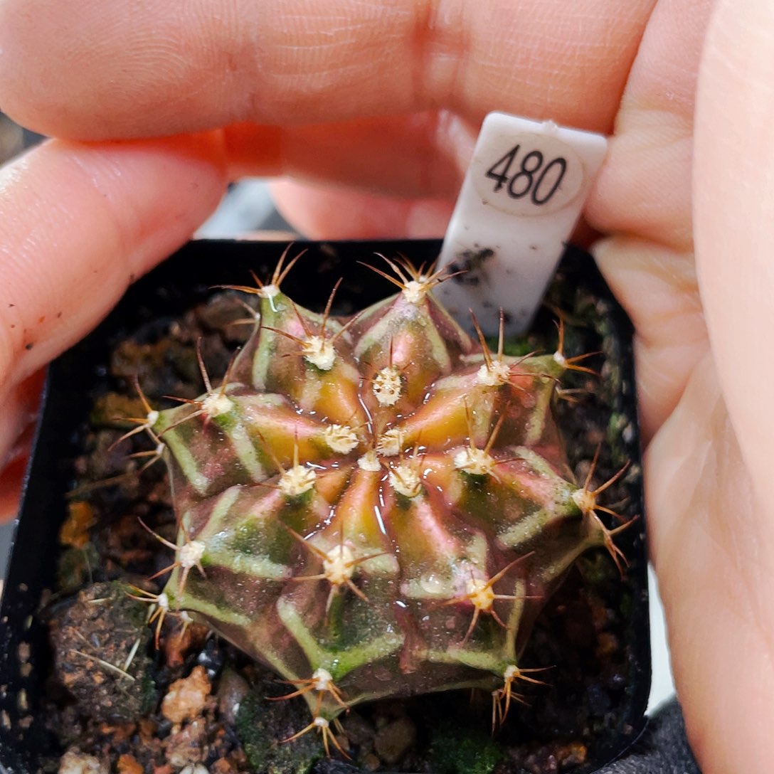 非偏远地区满25包邮仙人球