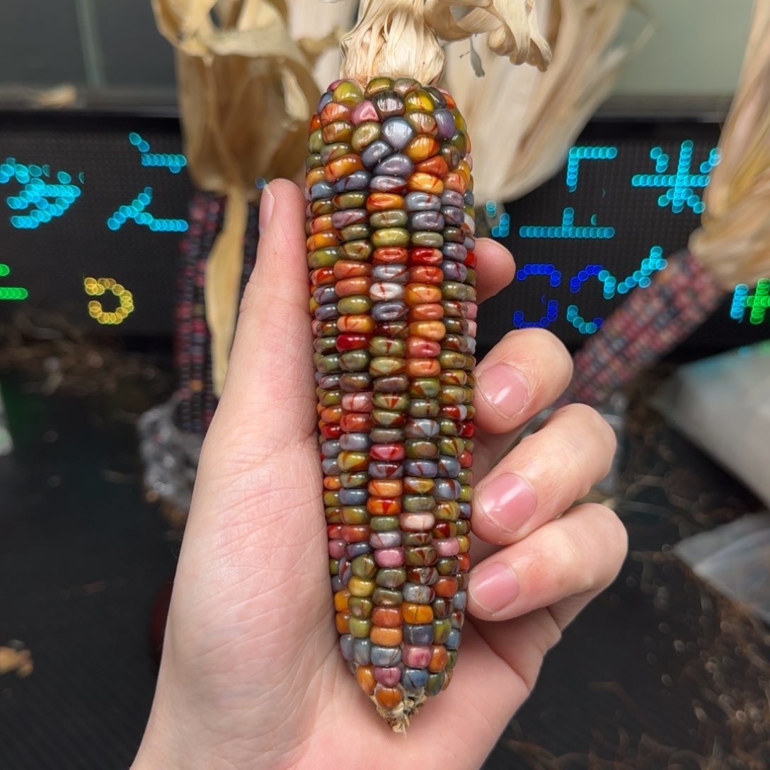 柏香籽/百香籽吊坠米*