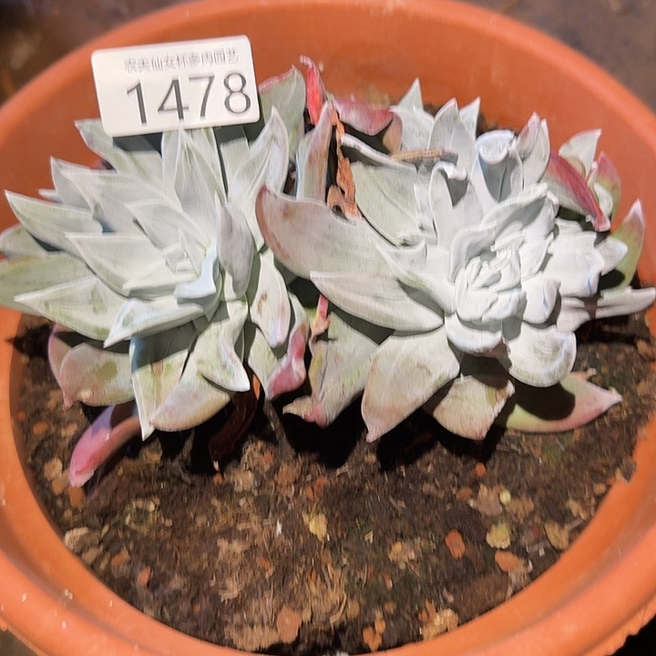 墨西哥大圆叶仙女杯多肉福利