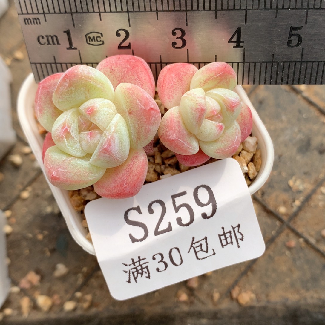 259。mini双头带腿糖心冰玉