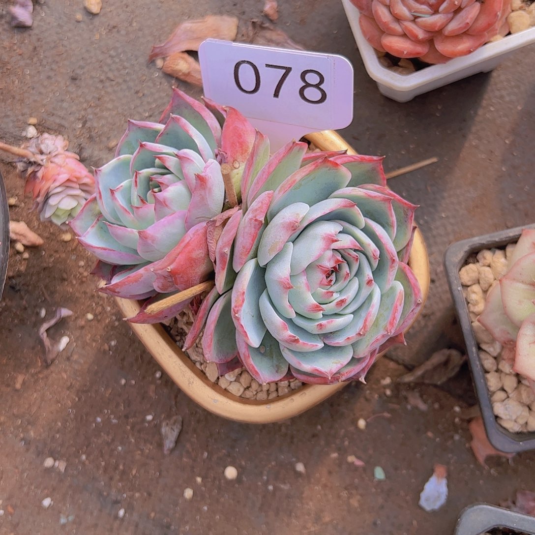 夜**央078惊鸿20。。。。