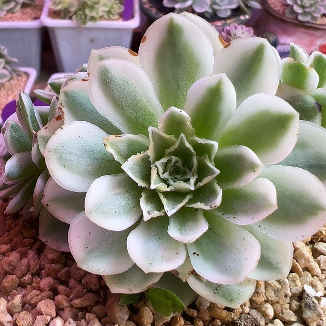 山地玫瑰锦秋夕1491号